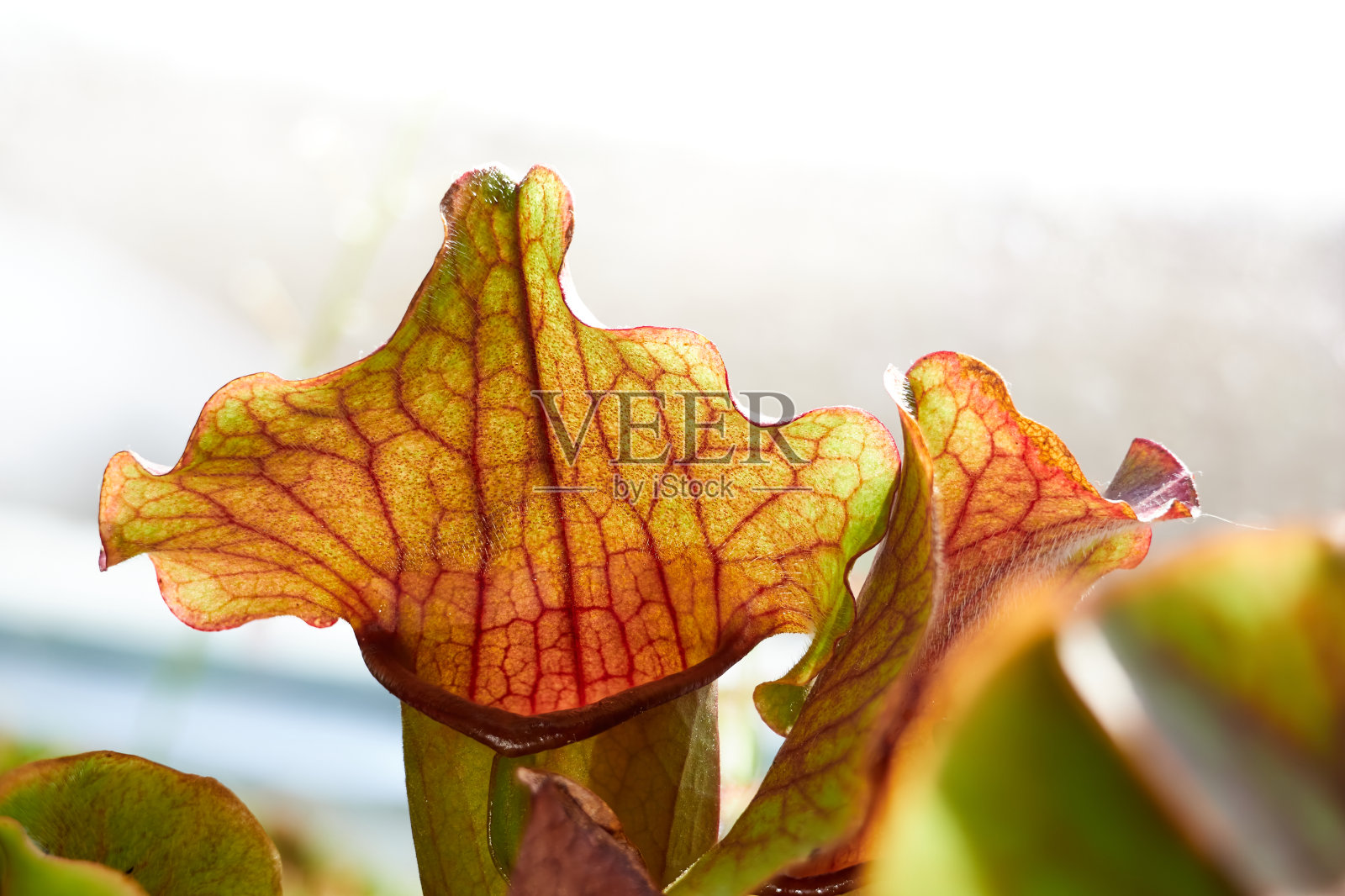 微距镜头下的食肉植物照片摄影图片