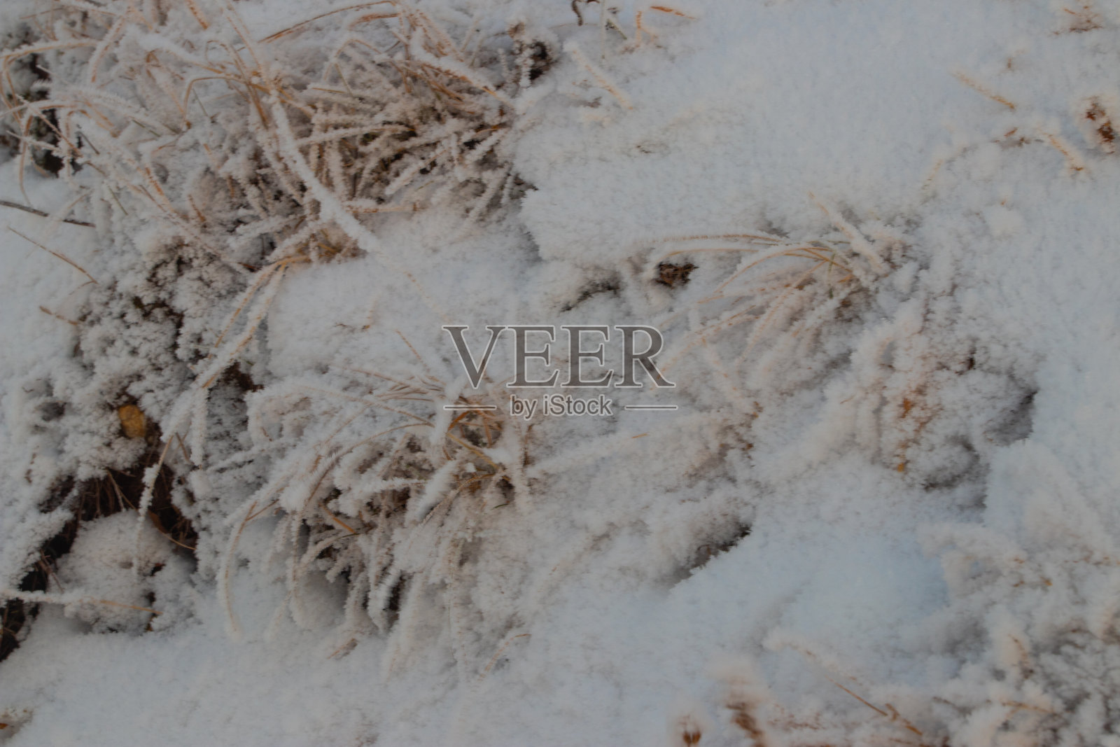 积雪覆盖在草地上的特写镜头照片摄影图片