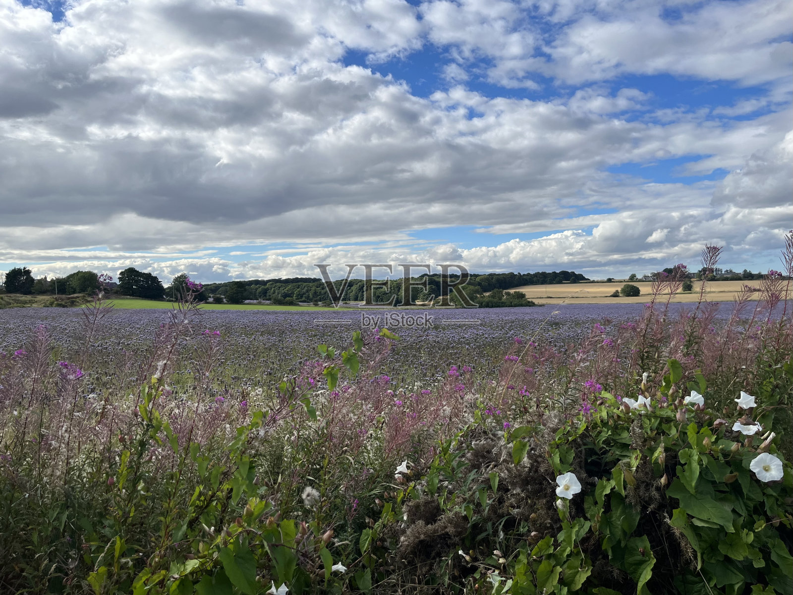 草地场照片摄影图片
