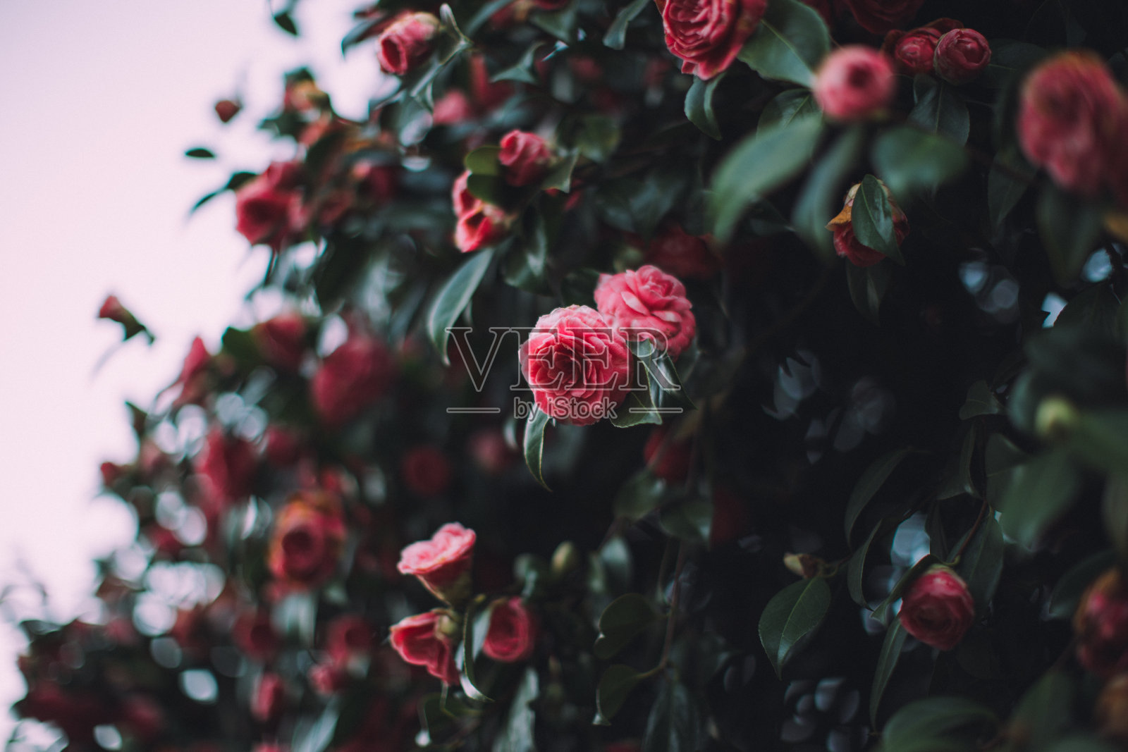 红色花园玫瑰在白天生长的特写，背景模糊照片摄影图片