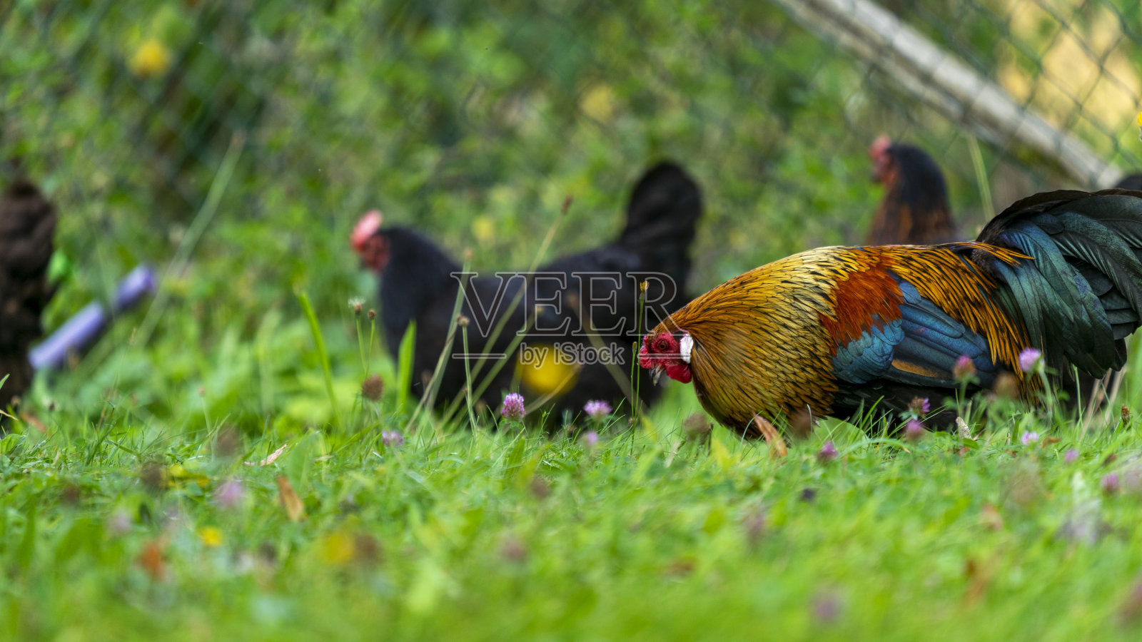 色彩鲜艳的公鸡和母鸡在草地上照片摄影图片