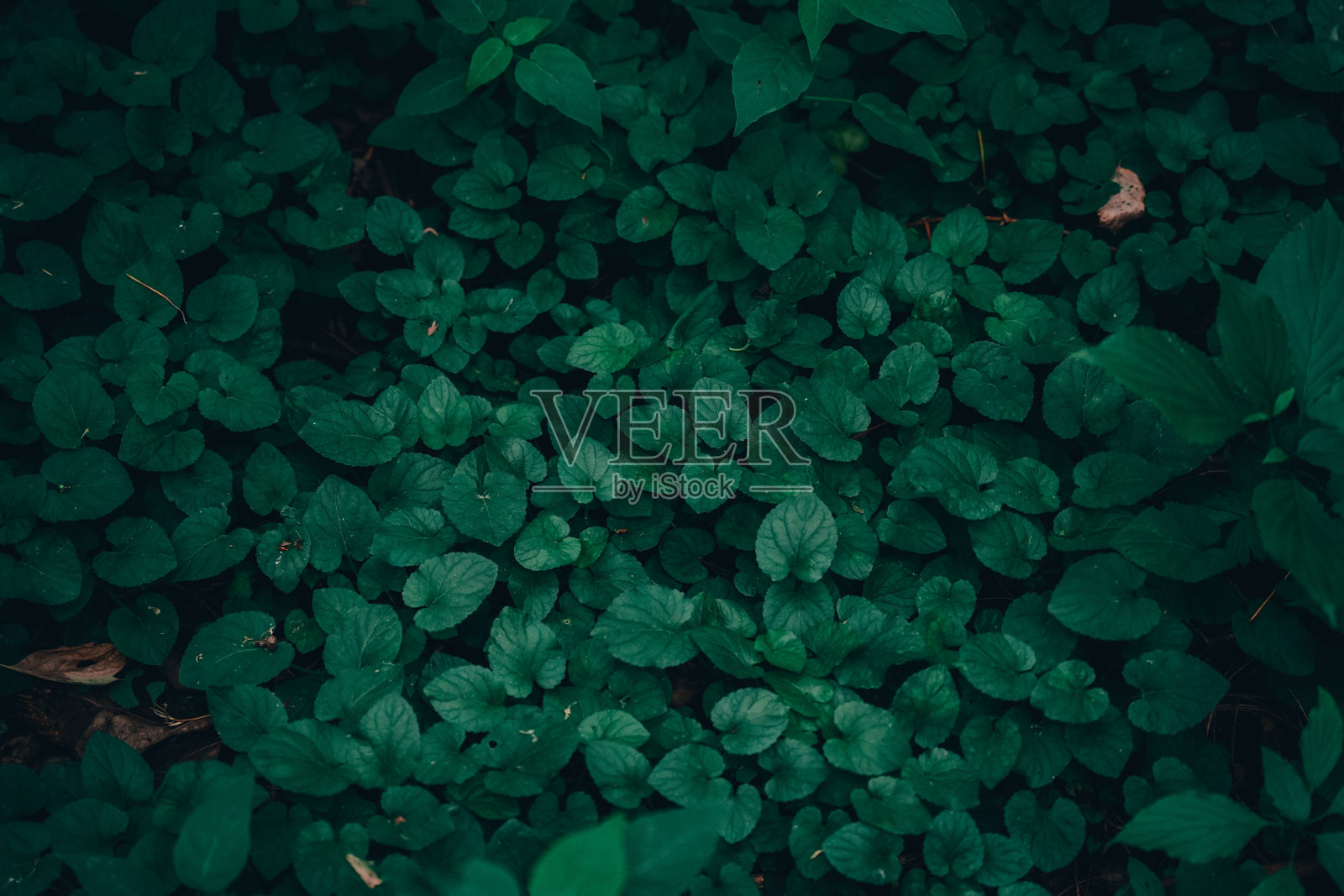 森林里的绿叶特写照片摄影图片