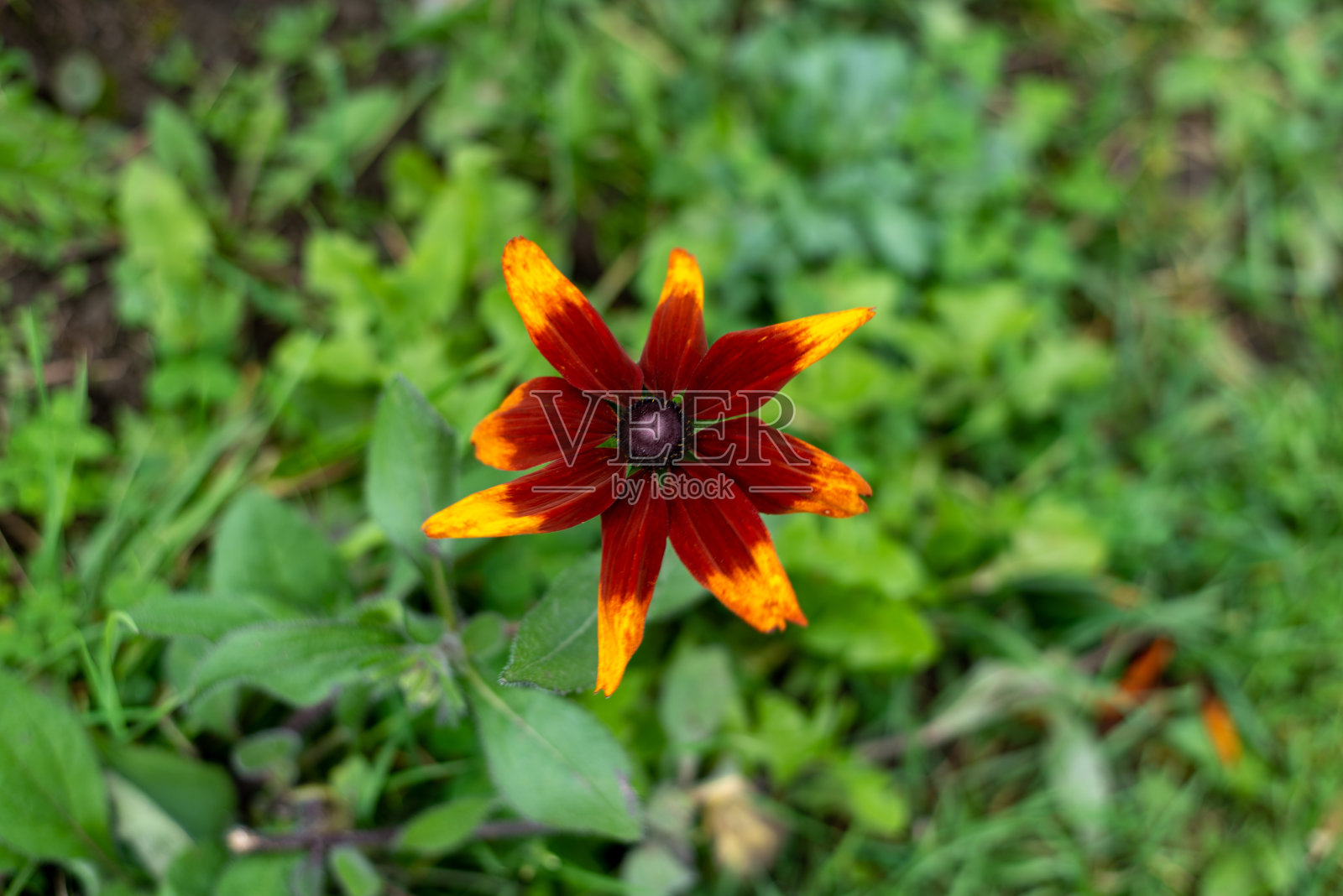 近距离的红色黑眼苏珊花在花园与绿色模糊的背景照片摄影图片