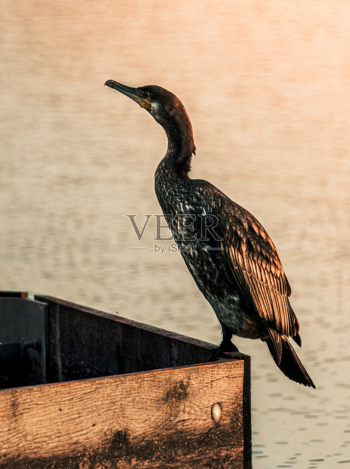 日落时分，一只欧椋鸟栖息在湖边的木头表面上照片摄影图片