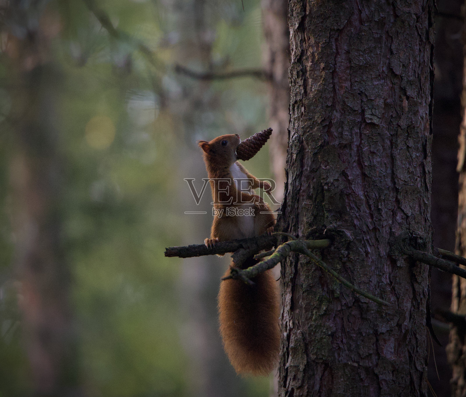 树上有松果的红松鼠照片摄影图片