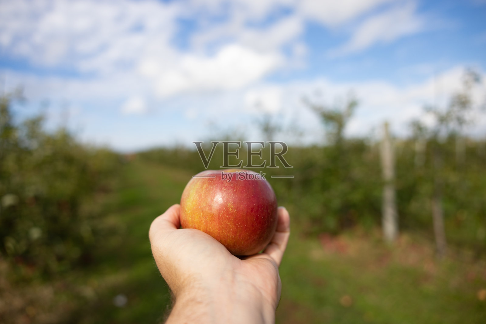 一个人在花园里拿着一个成熟的红苹果的浅焦镜头照片摄影图片