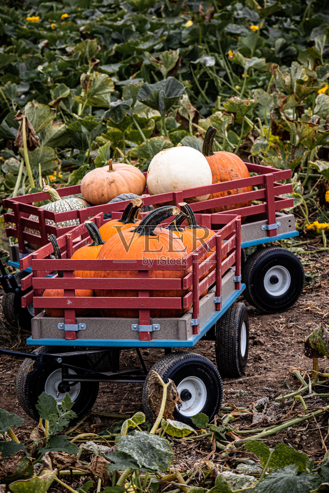 垂直拍摄的木制推车和南瓜在田野上照片摄影图片