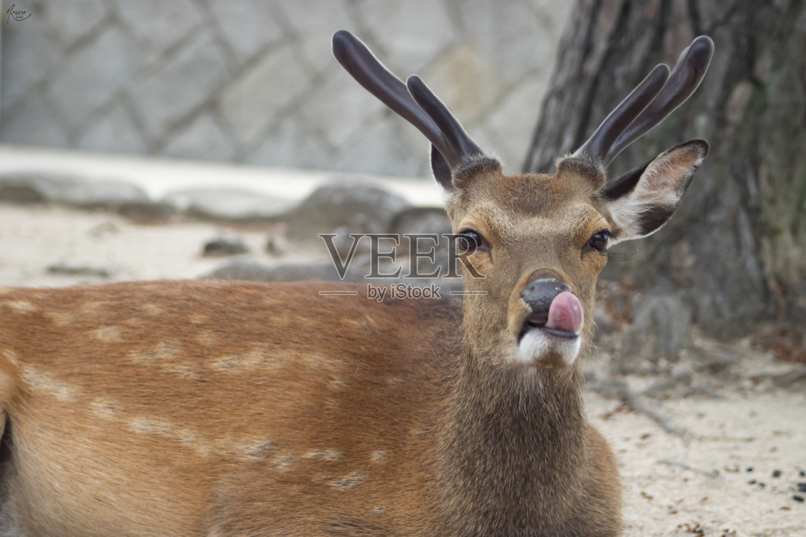 可爱的鹿躺在地上的动物园野生动物照片摄影图片