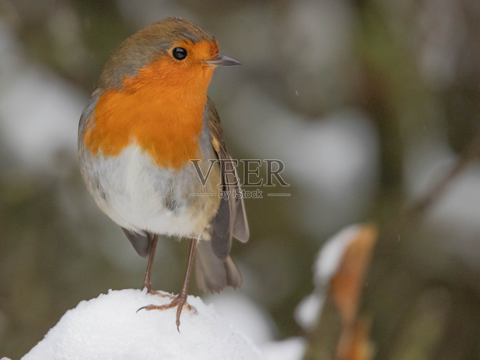 知更鸟栖息在雪地上的特写。Erithacus rubecula。泰恩河畔的纽卡斯尔，英格兰。照片摄影图片