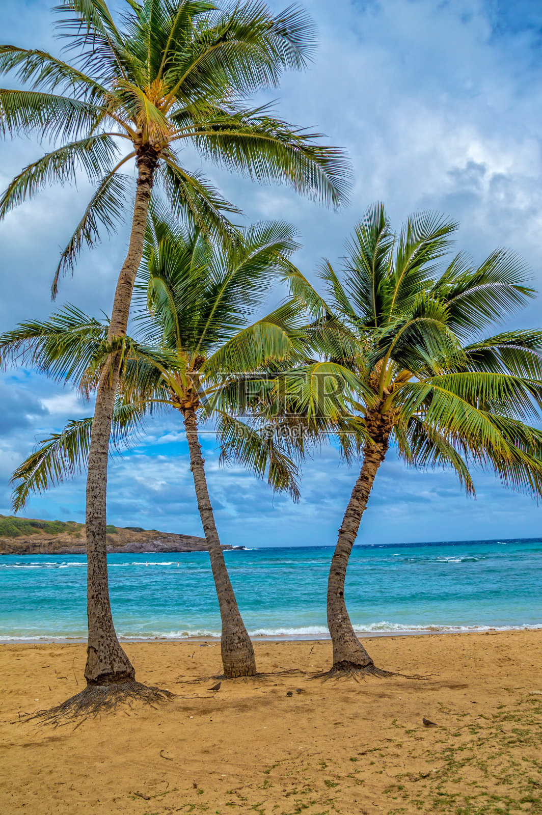 沙滩上棕榈树的垂直镜头照片摄影图片