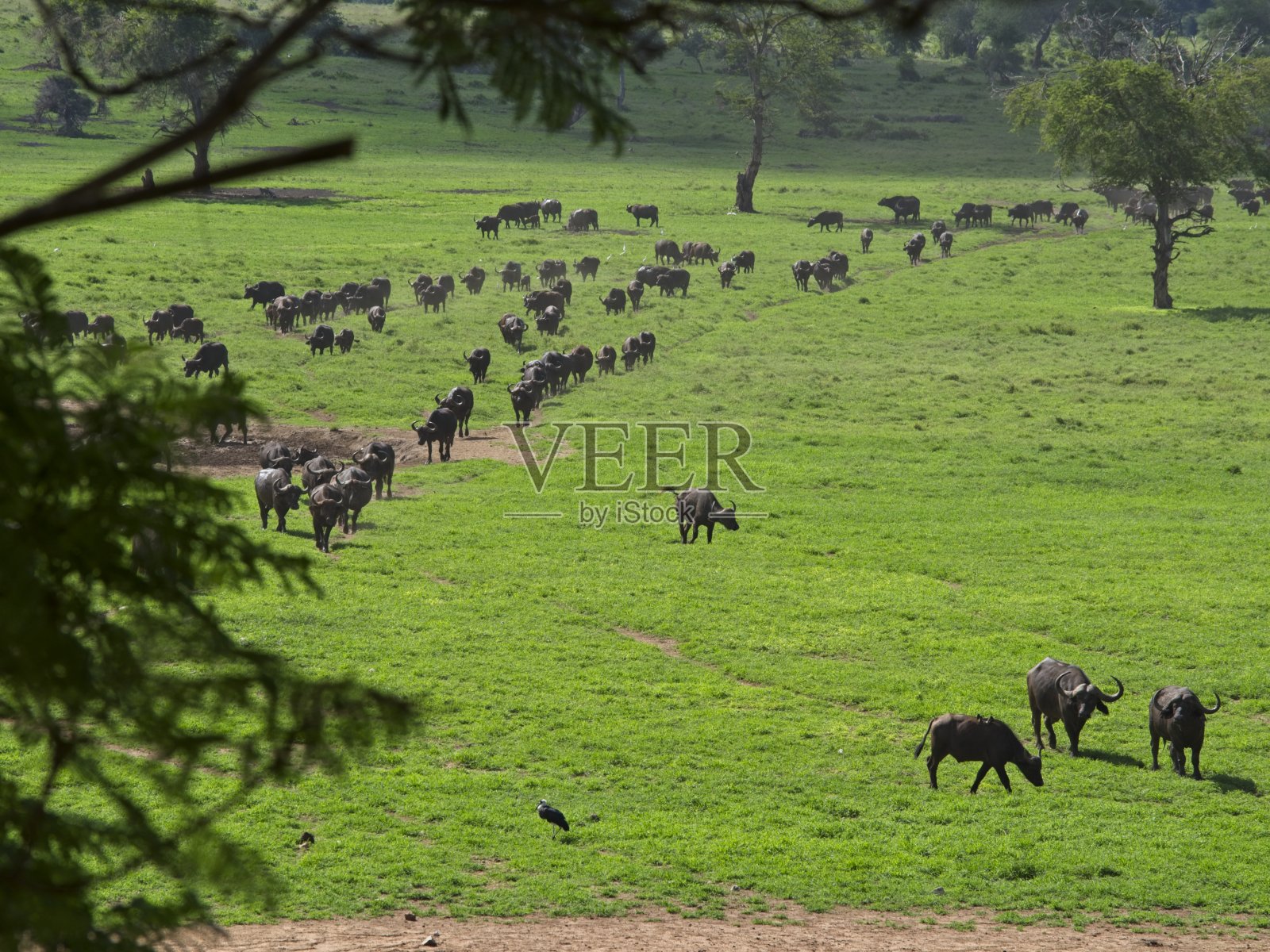 肯尼亚自然公园里水牛群的美丽自然景观照片摄影图片