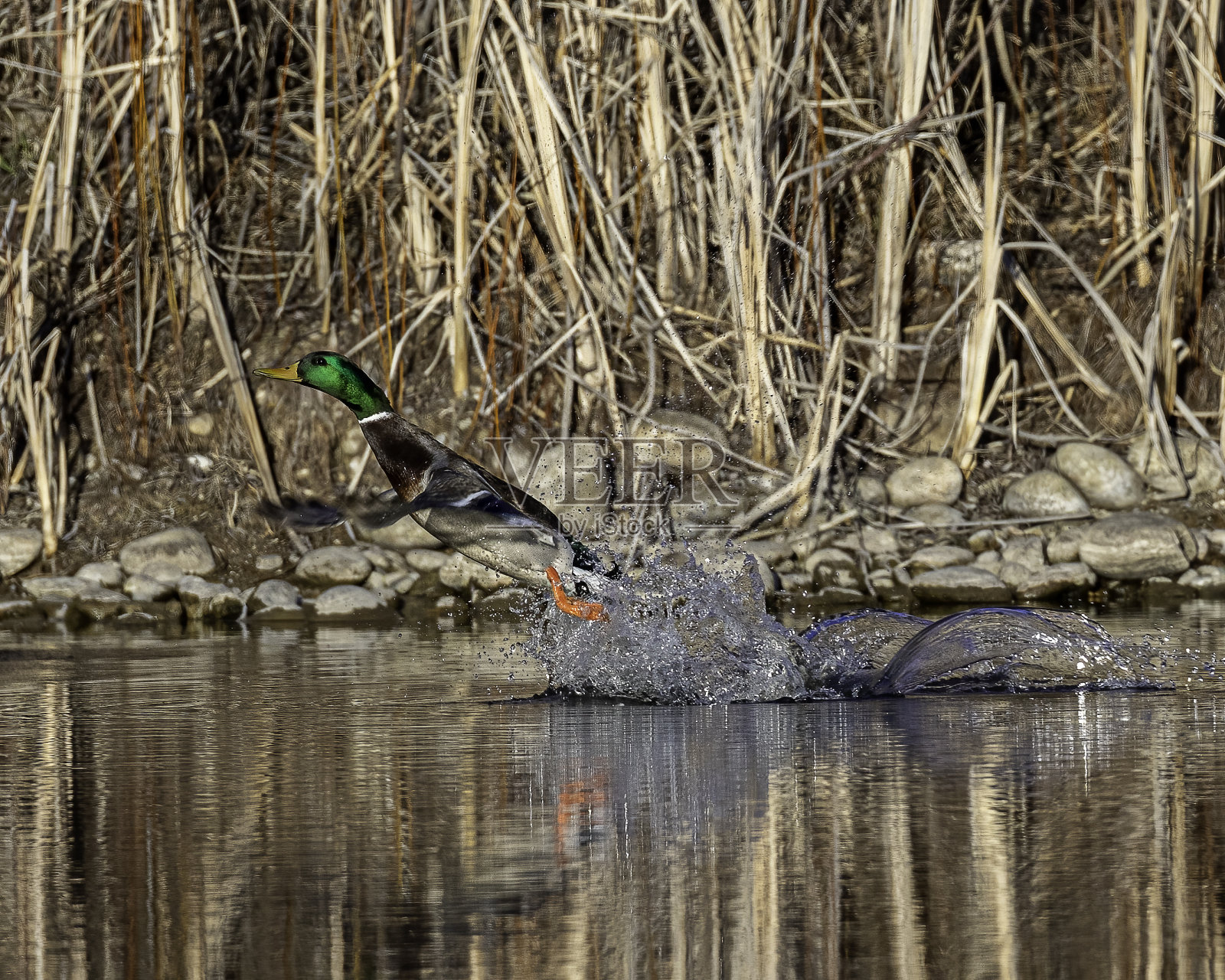 池塘岸边一只鸭子的特写镜头照片摄影图片