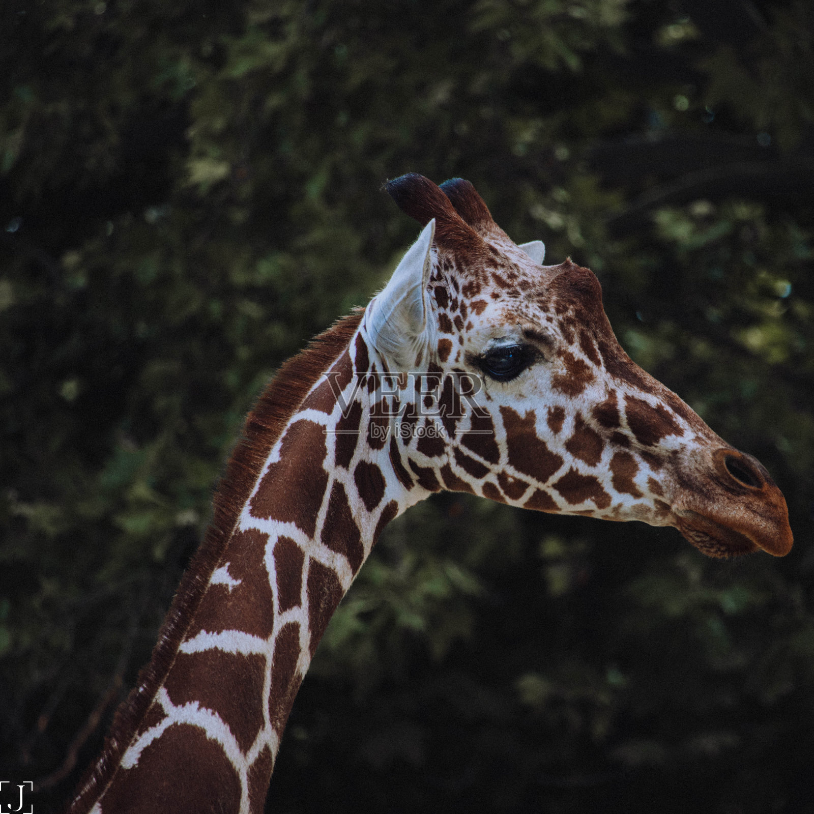 长颈鹿的特写镜头照片摄影图片