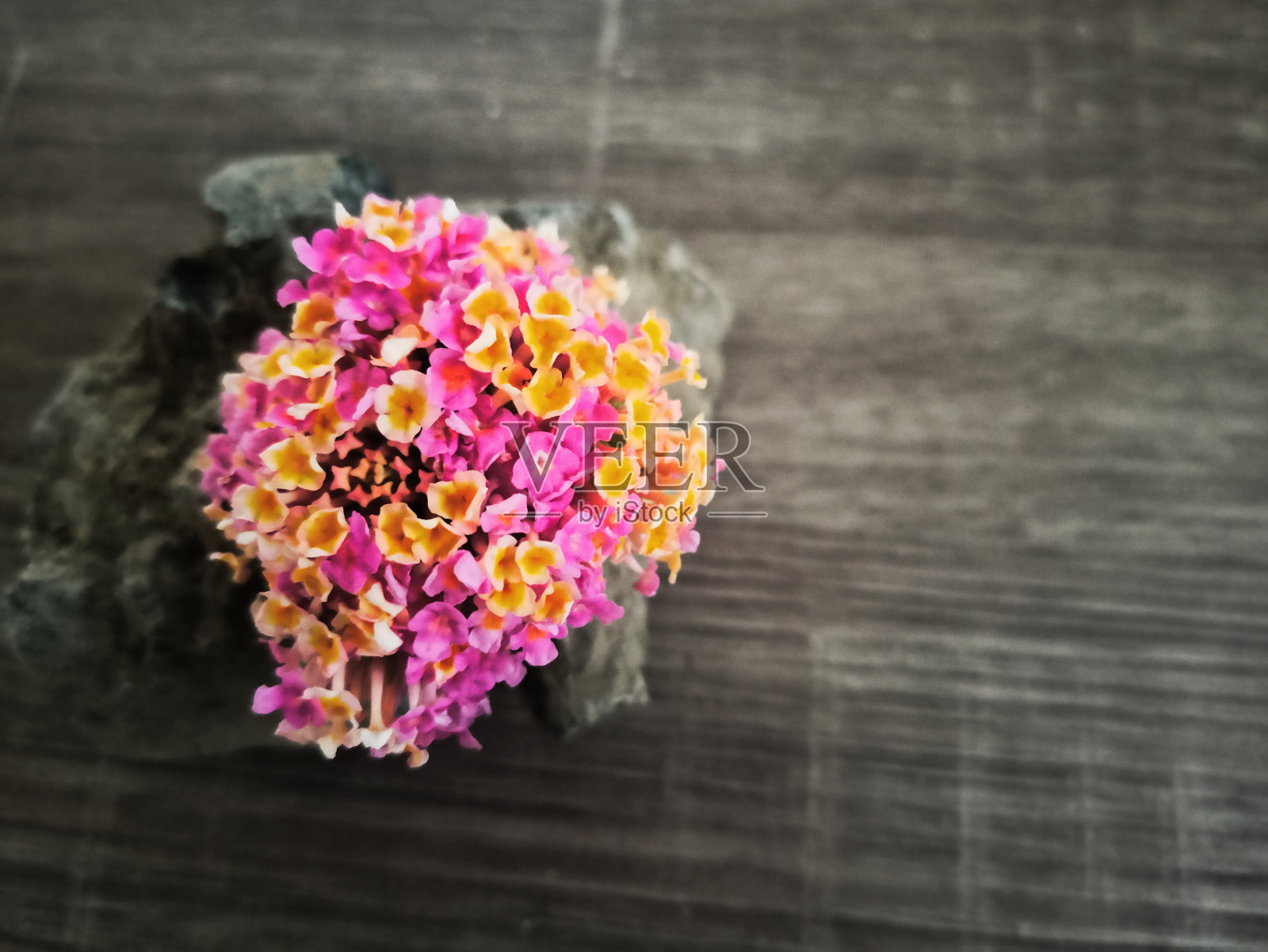 花束照片摄影图片