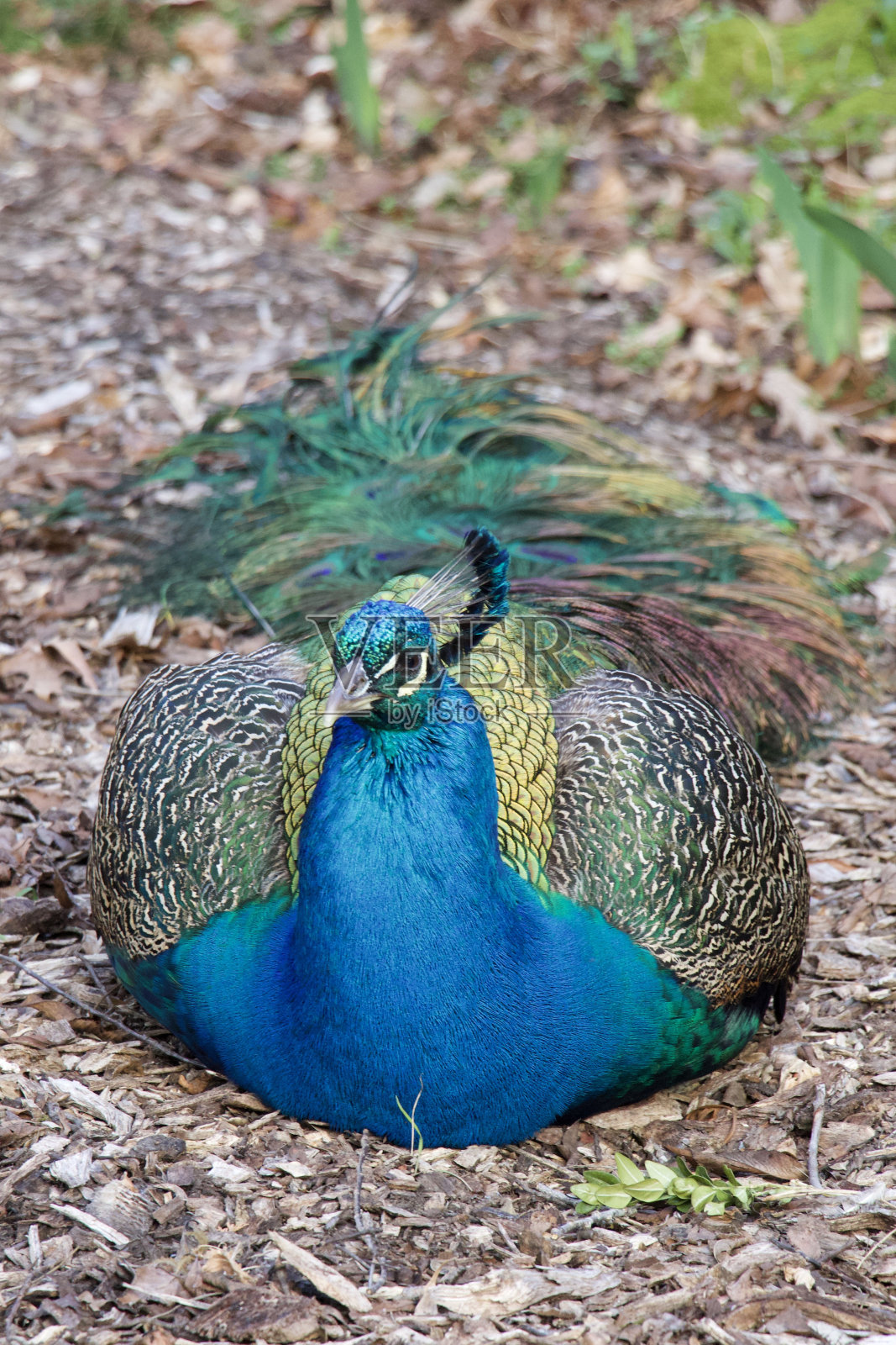 雄孔雀在地上休息的垂直特写。照片摄影图片