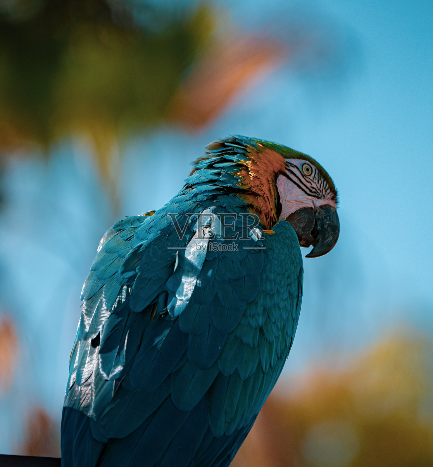 鹦鹉在鸟类表演中摆姿势照片摄影图片