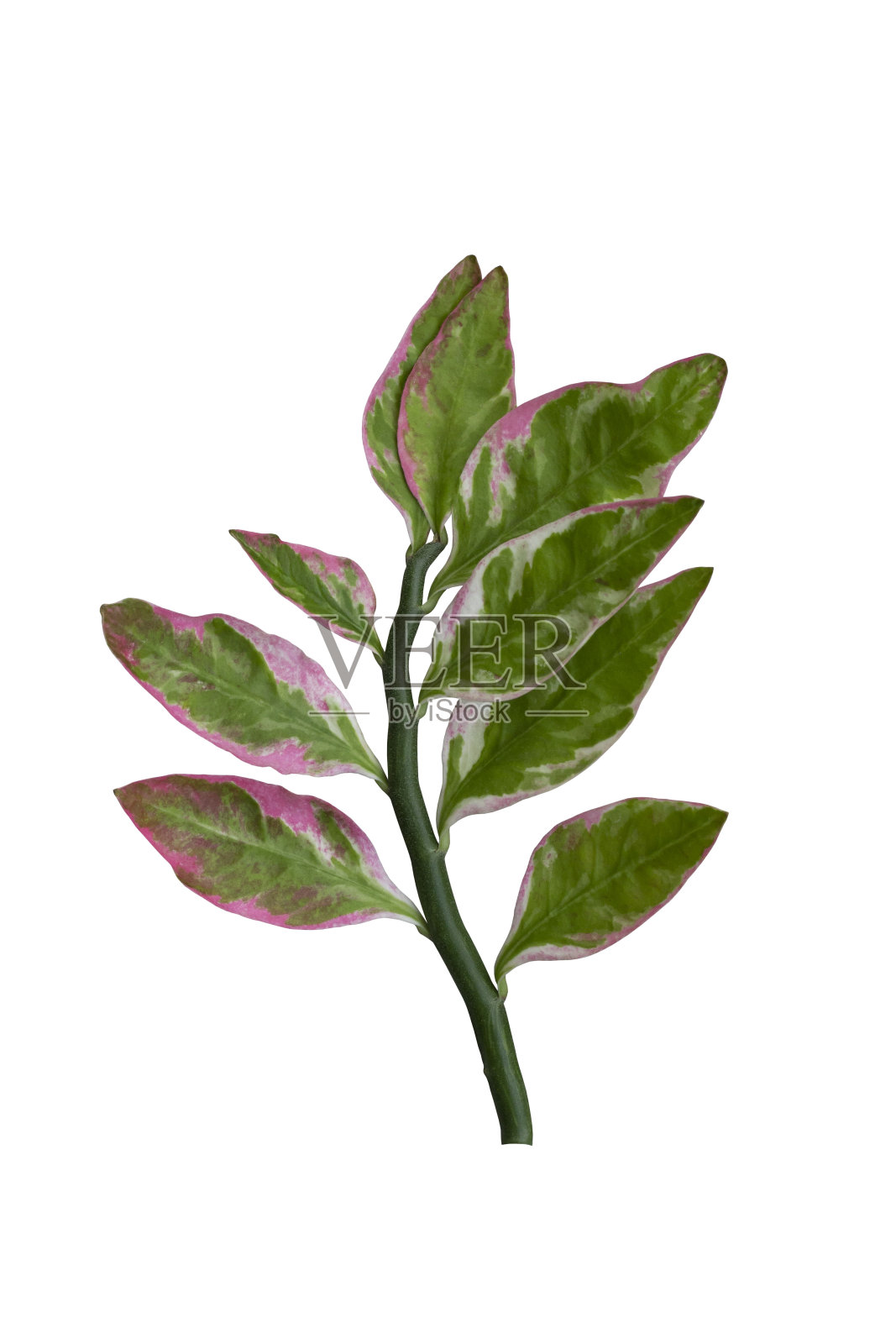 拖鞋花，红鸟仙人掌，犹太灌木，锯齿状植物或大戟是一种泰国草本植物，孤立在白色背景上，包括修剪路径。照片摄影图片