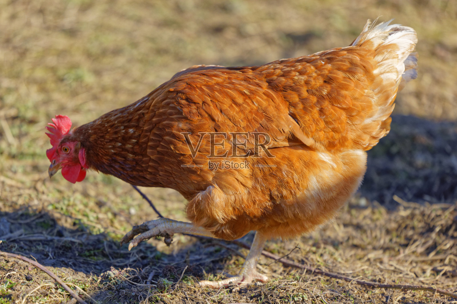 白天一只鸡的特写照片摄影图片
