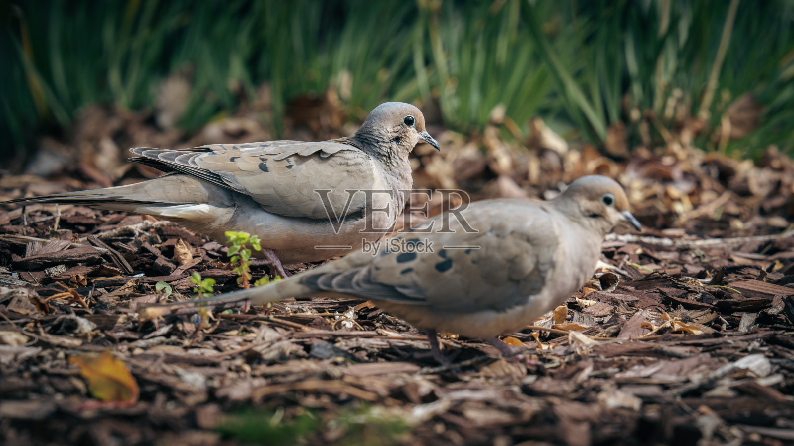 哀鸽选择性聚焦镜头(zenaida macroura)照片摄影图片