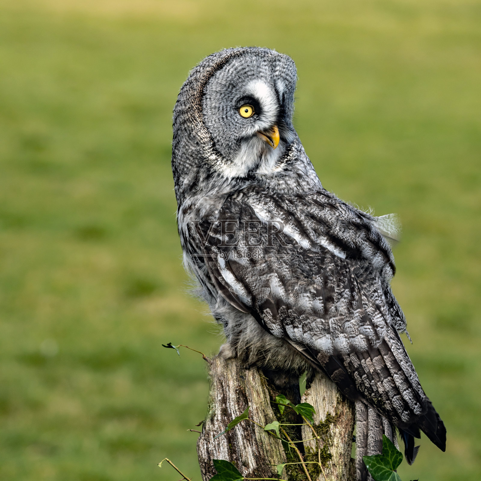 巨大的灰色猫头鹰栖息在一个老树桩上，背景是绿色的照片摄影图片