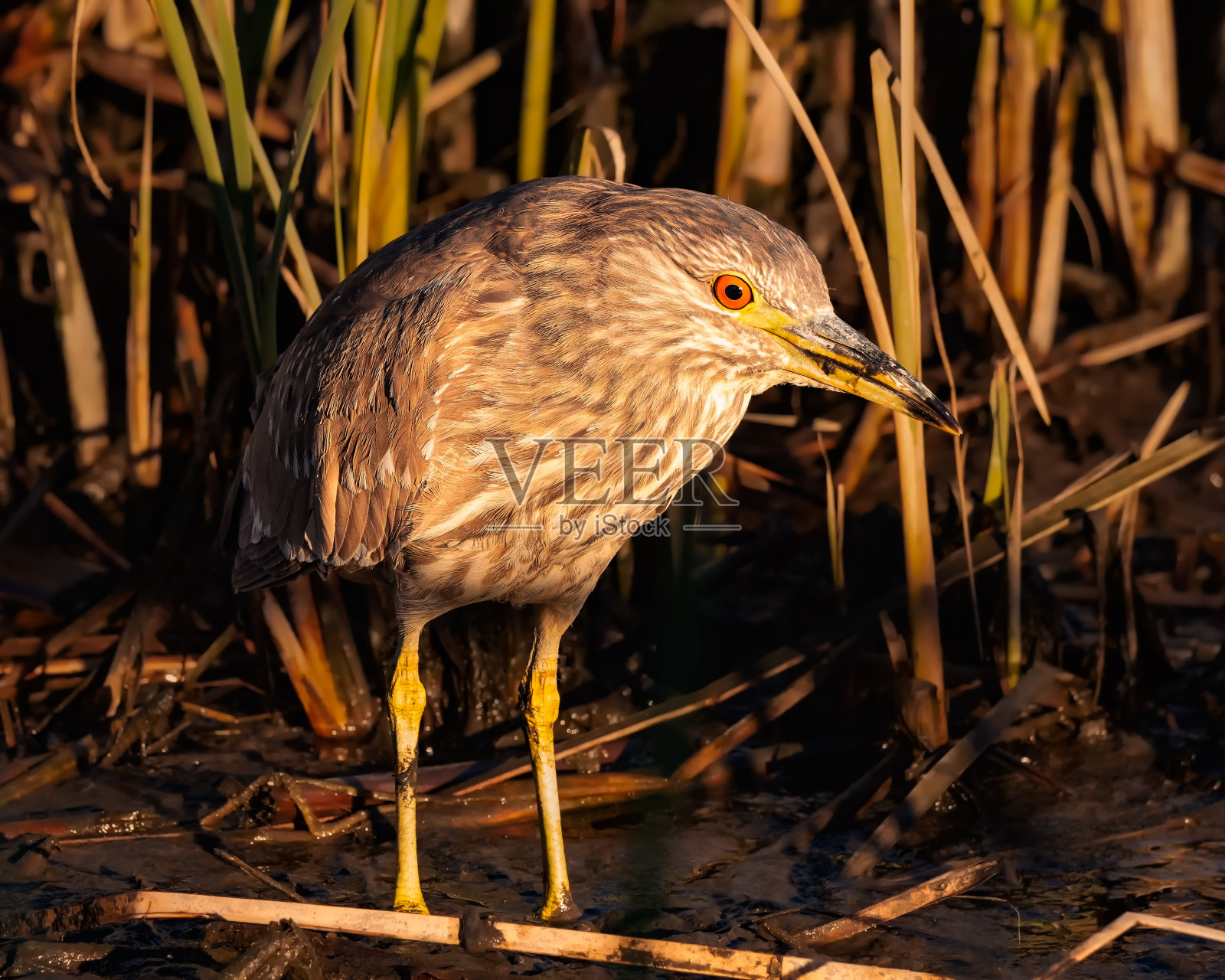水中的黑冠夜鹭照片照片摄影图片