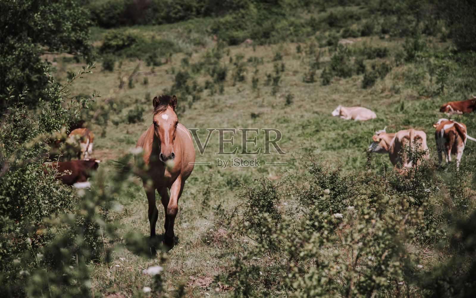 在田野里吃草的一群马照片摄影图片