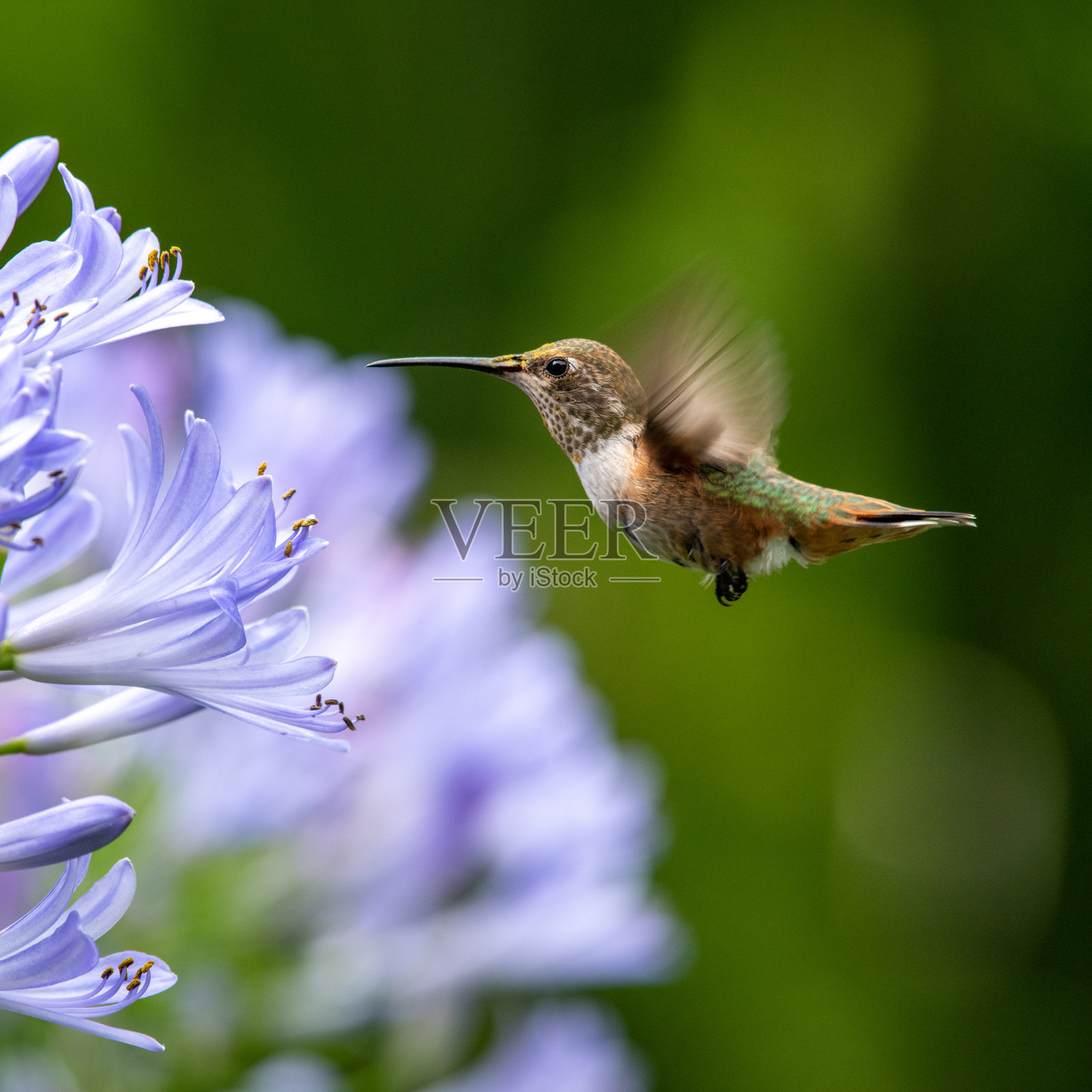 靠近花朵的太阳花的特写照片摄影图片