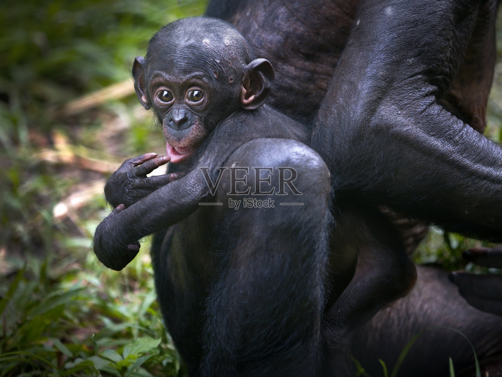 刚果民主共和国，一只睁着大眼睛的倭黑猩猩猴宝宝照片摄影图片