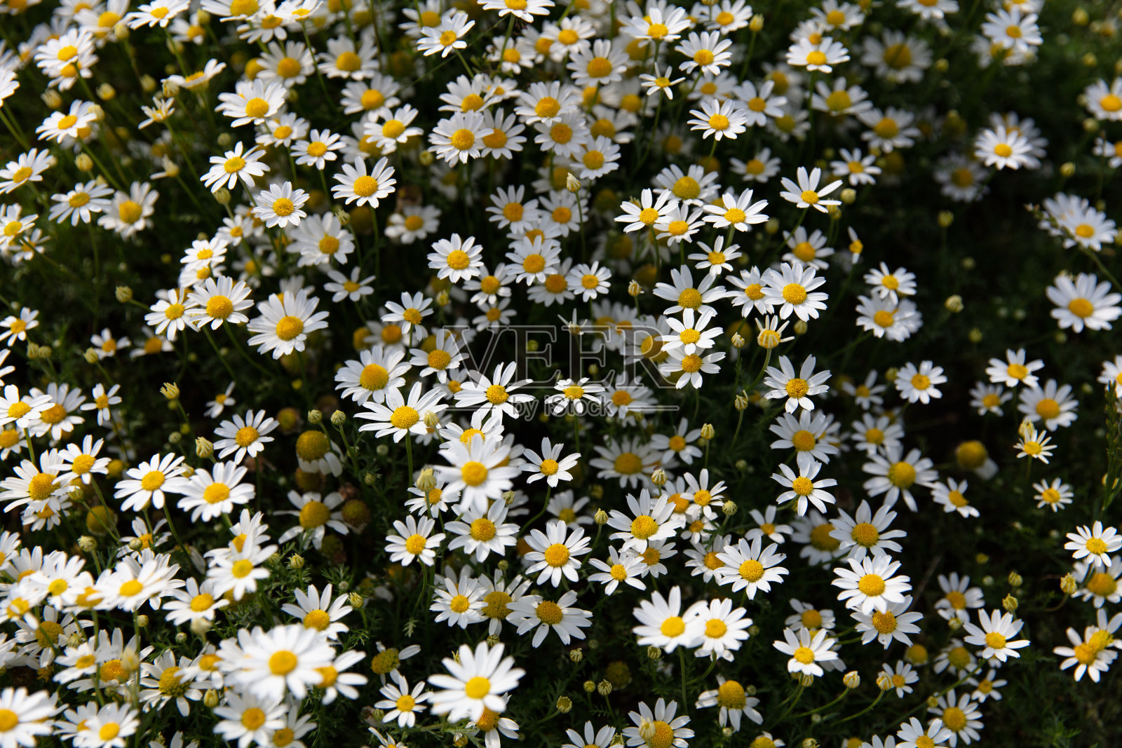 野雏菊的田野照片摄影图片