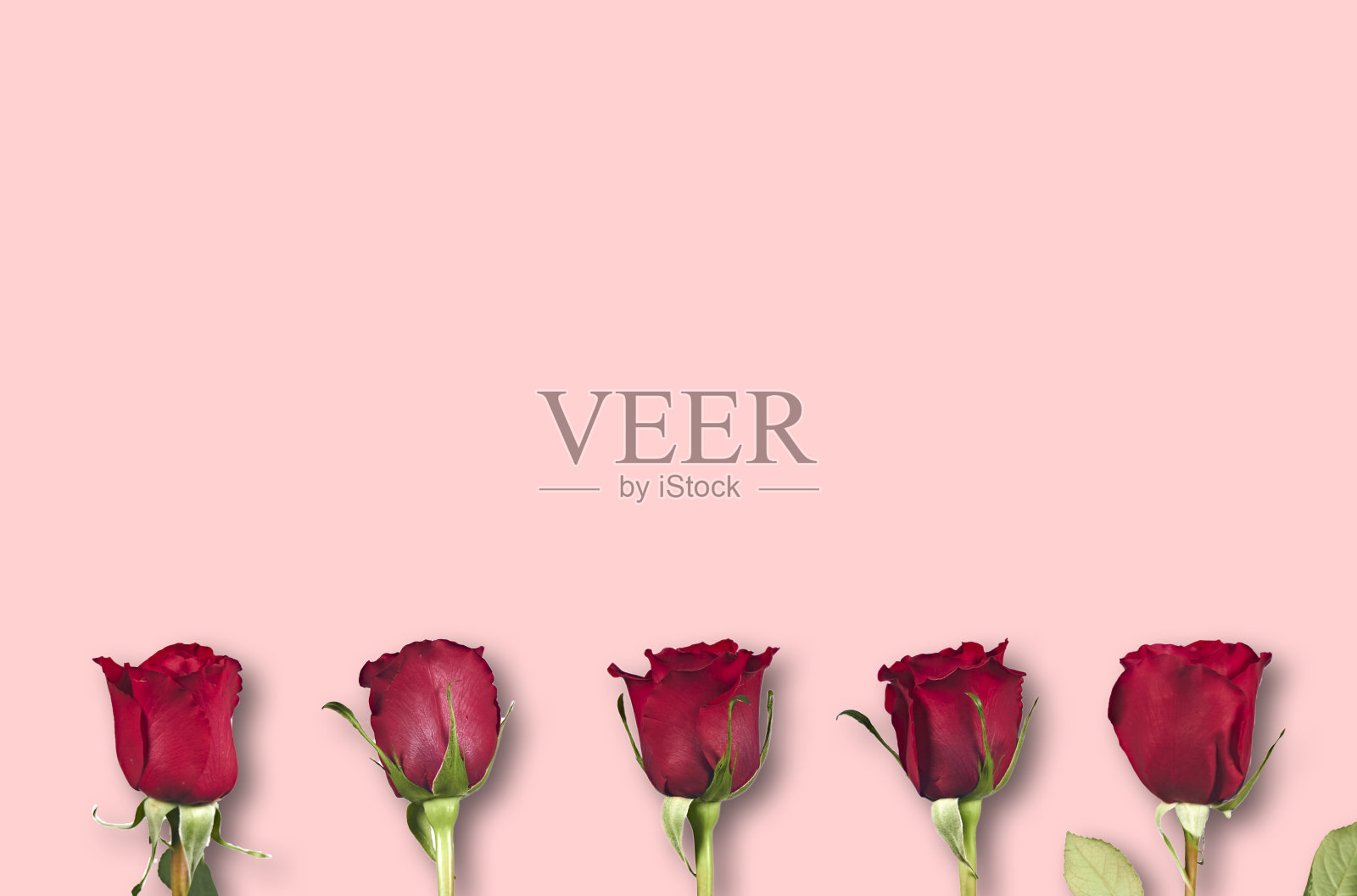 情人节。花组成。框架制成的玫瑰花，背景。照片摄影图片