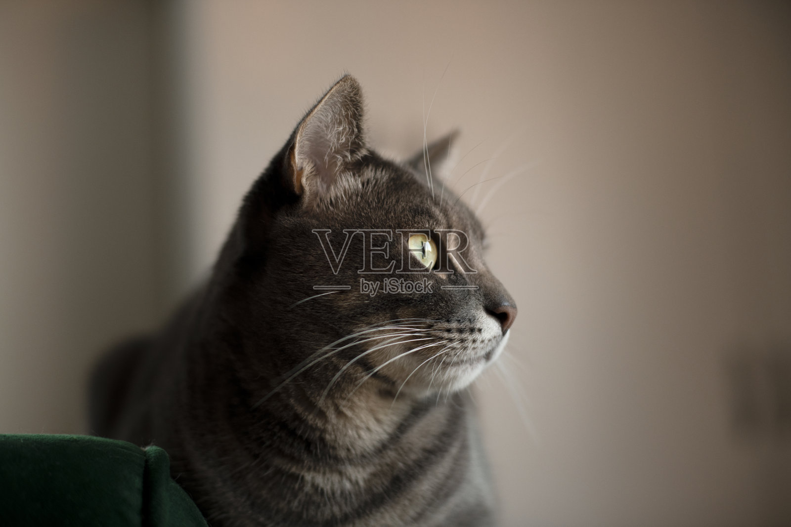 特写:一只漂亮的灰色猫，黄色的眼睛坐在绿色沙发的边缘。照片摄影图片