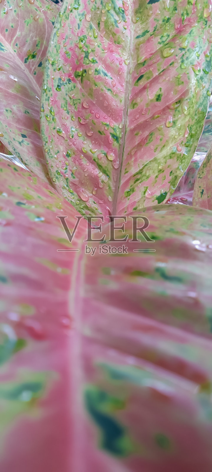 大罗伊叶纹理近。照片摄影图片