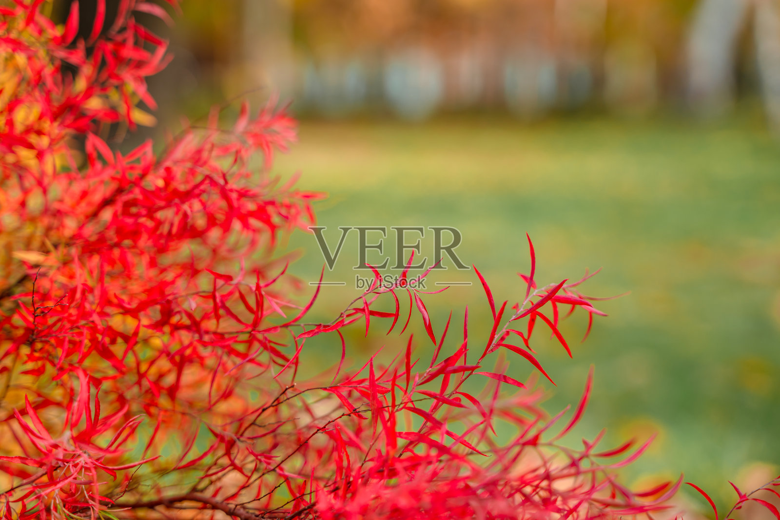 自然美丽的背景叶红色灌木照片摄影图片