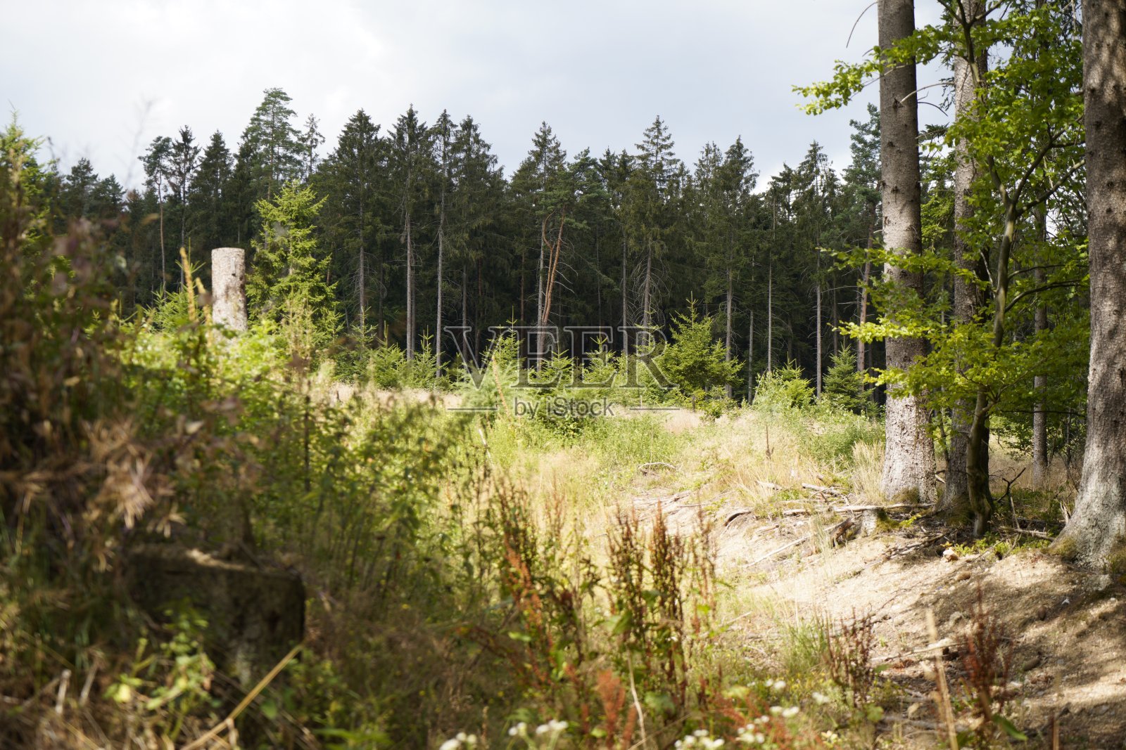 气候变化、干旱和风暴以及森林砍伐导致的森林枯死照片摄影图片