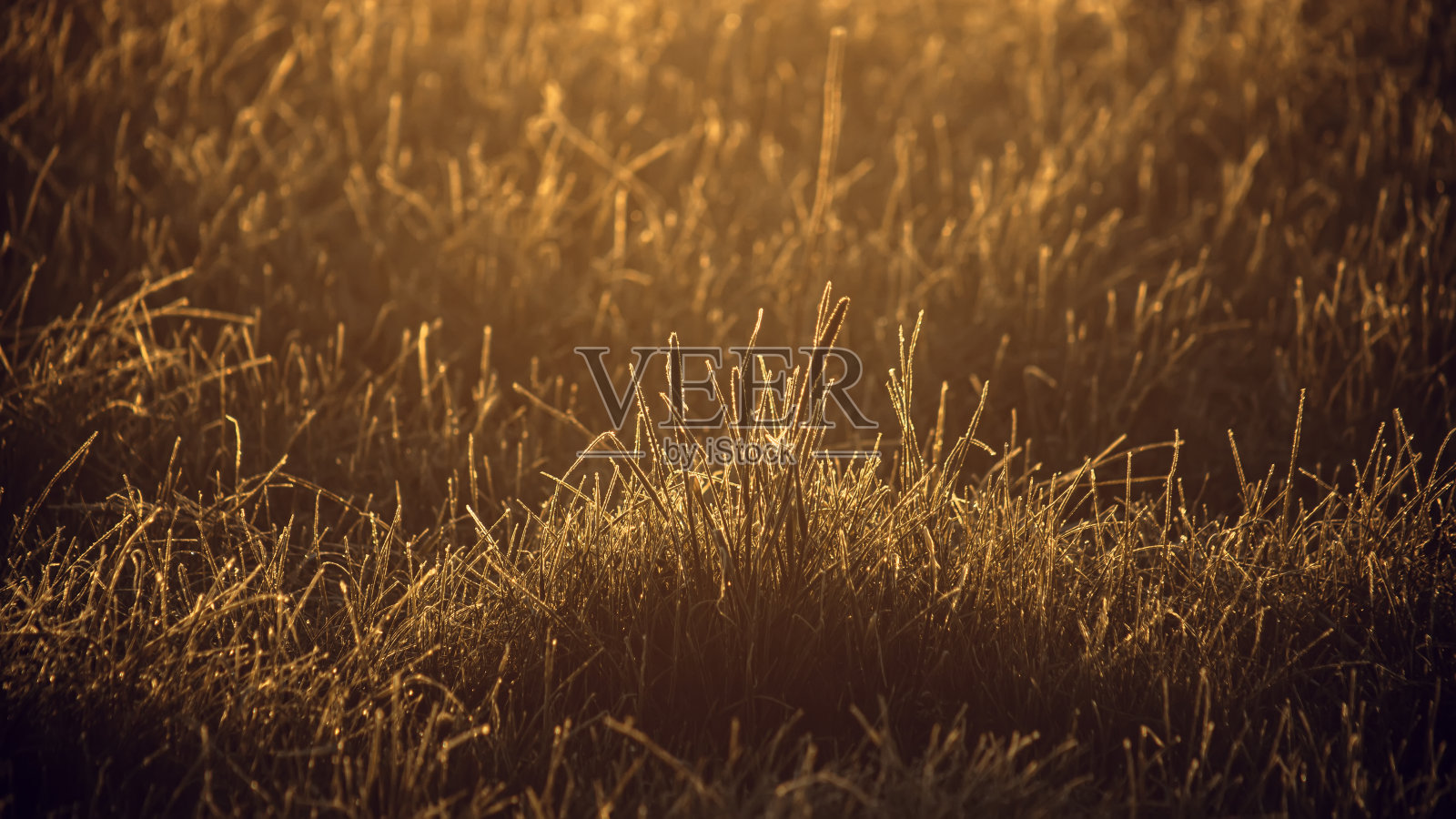 在黄金时段，夕阳下的干草。有选择性的重点。照片摄影图片