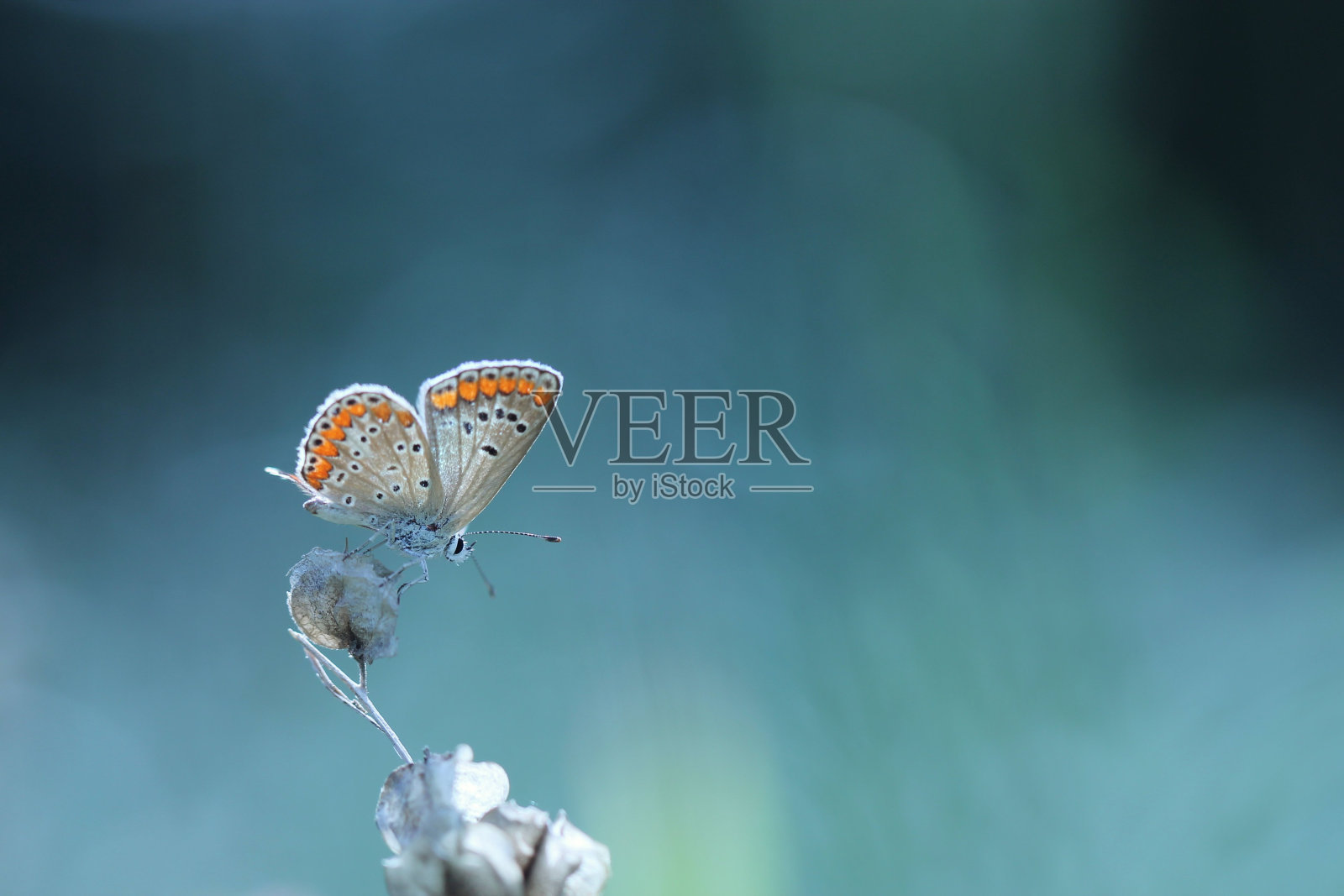 Polyommatus伊卡洛斯照片摄影图片