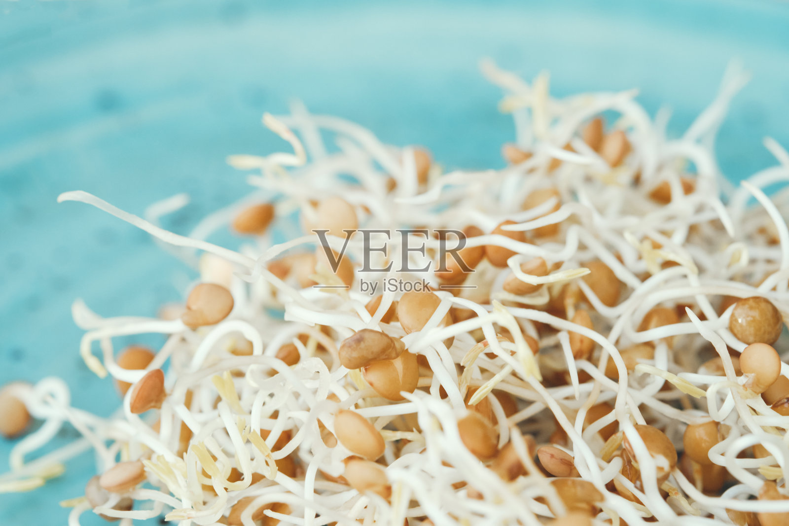 小扁豆在蓝色的盘子里发芽。发芽的种子健康的食物特写镜头。有选择性的重点。照片摄影图片