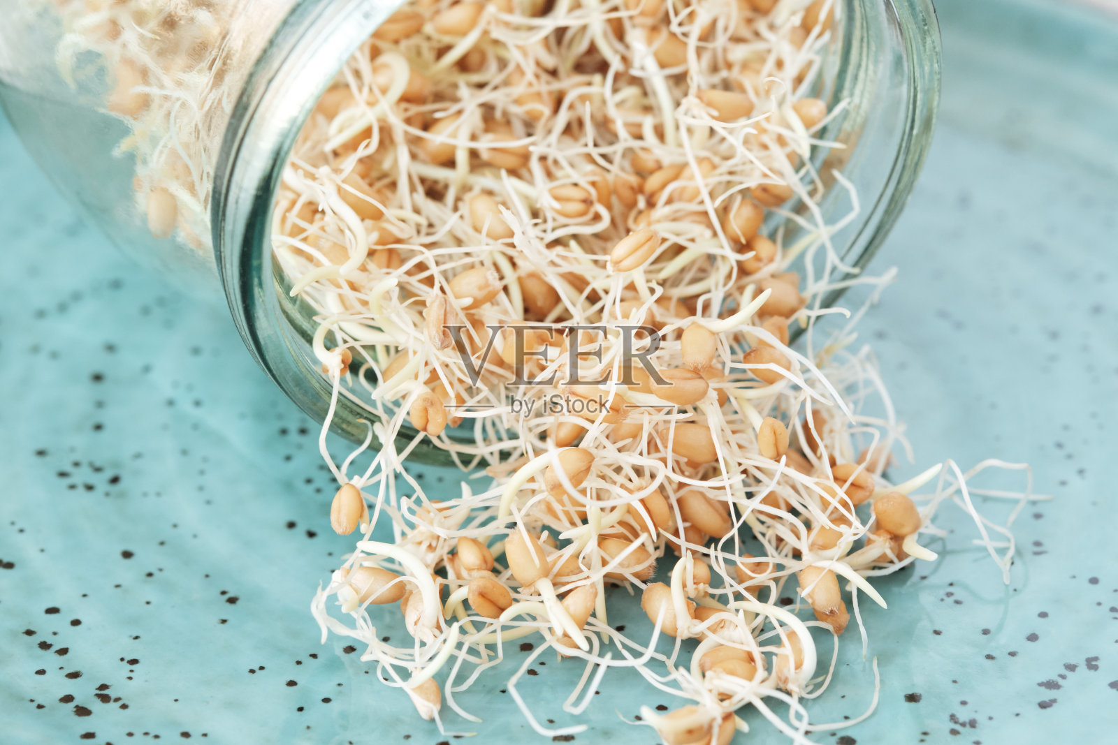 玻璃罐子，蓝色盘子上放着发芽的麦粒。前视图。有选择性的重点。照片摄影图片