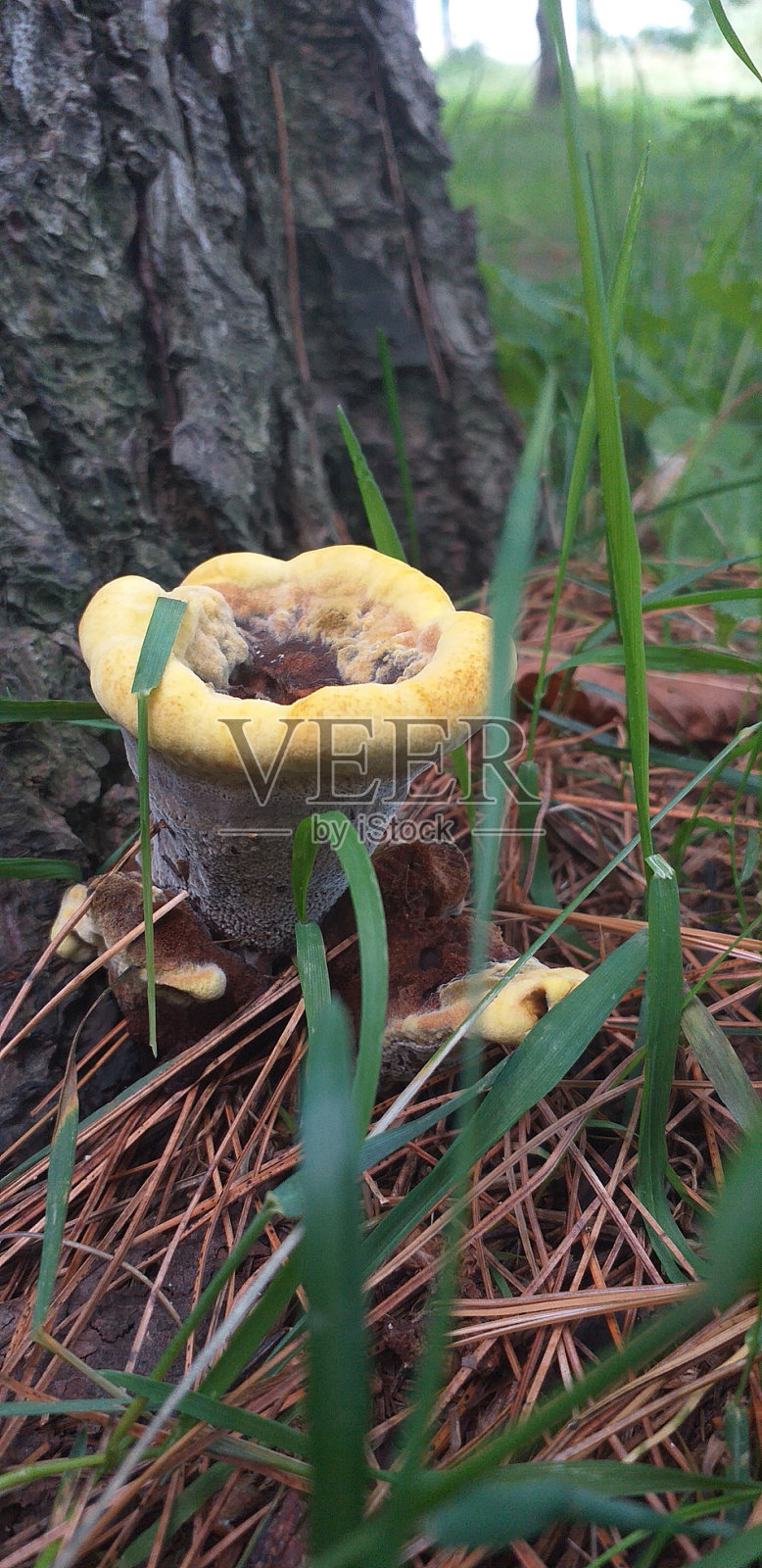 森林里的野蘑菇照片摄影图片