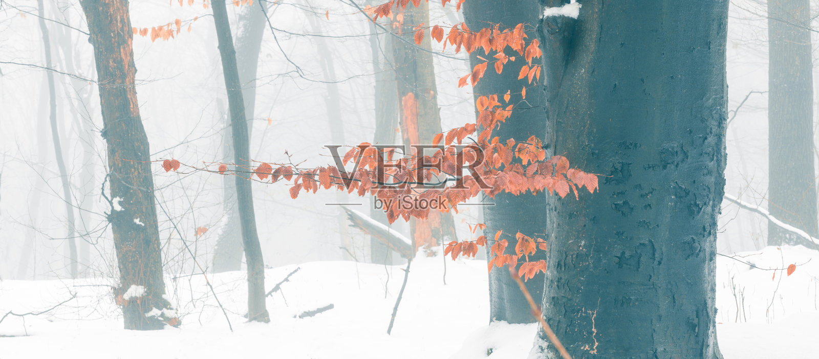 美丽的广阔的全景雪林在雾蒙蒙的冬天的一天，灰色色调的透视和对比橙色的树叶和黑暗的树干在前景。照片摄影图片