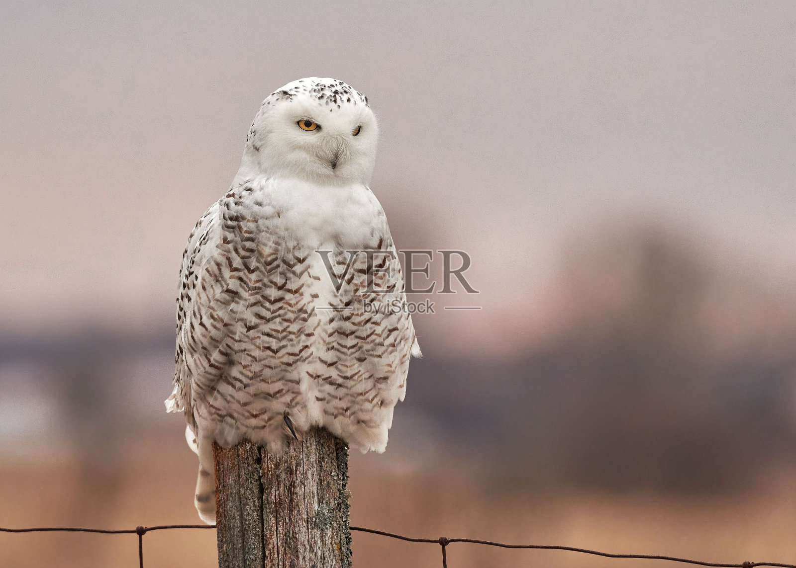特写的雪猫头鹰(Bubo scandiacus)在一个木材对模糊的背景照片摄影图片