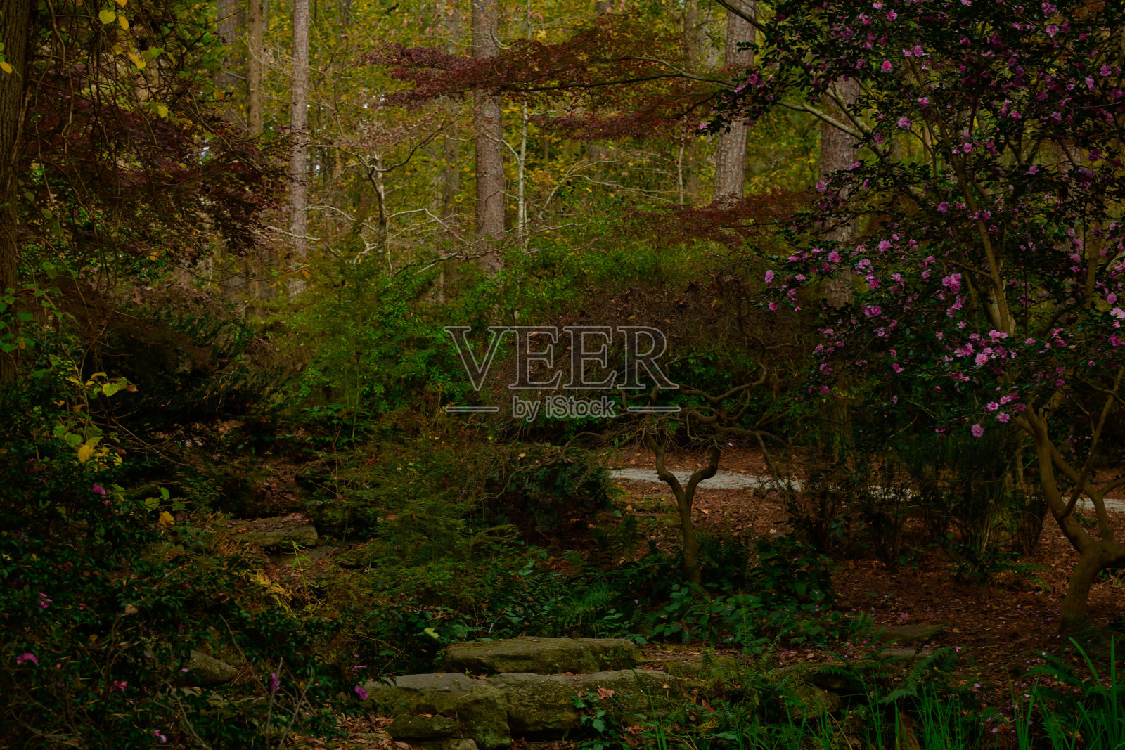 一个黑暗的森林景观覆盖在绿色植物和花丛-伟大的壁纸照片摄影图片