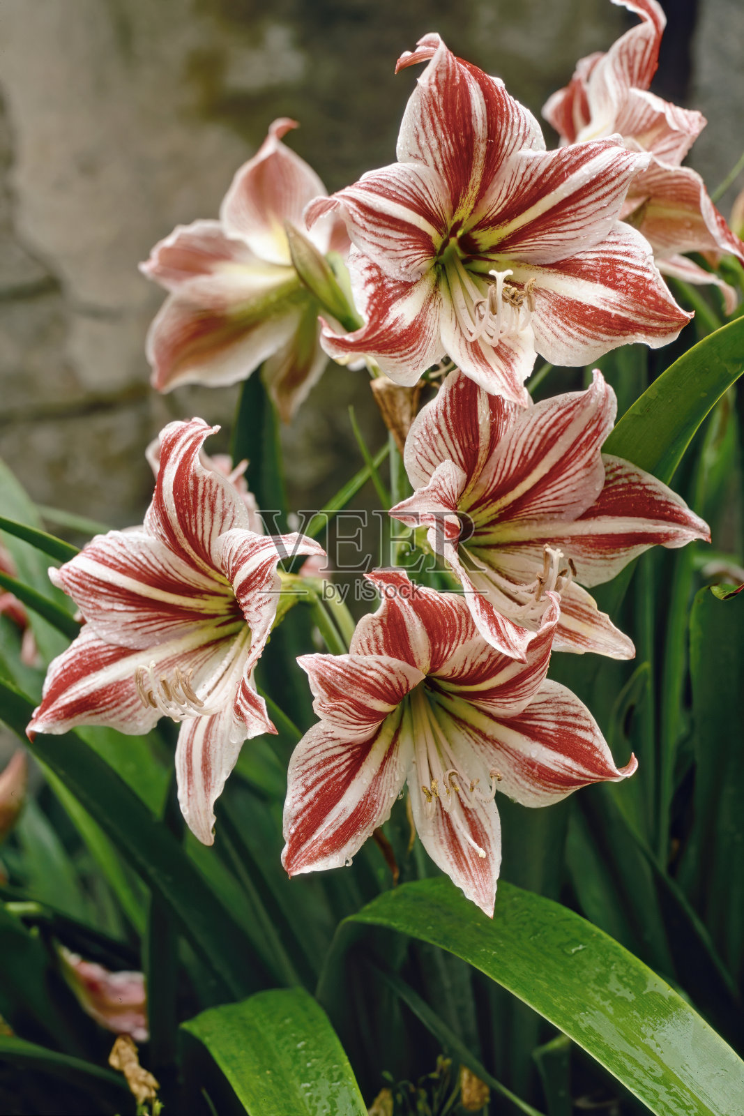 海马草花照片摄影图片