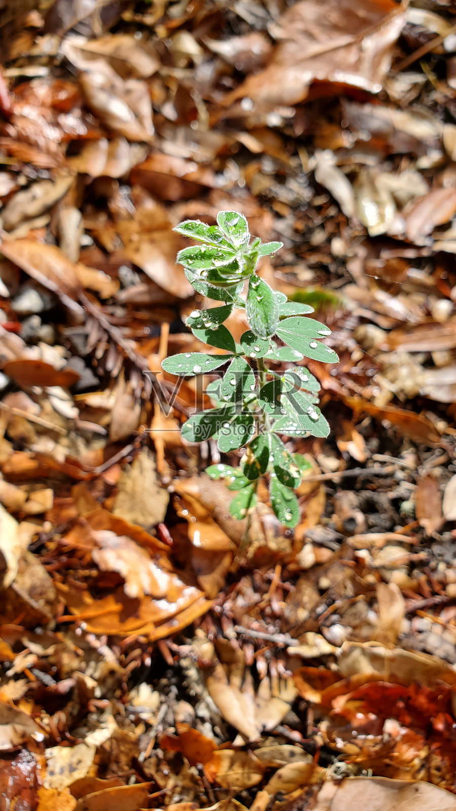 雨后小树发芽了照片摄影图片