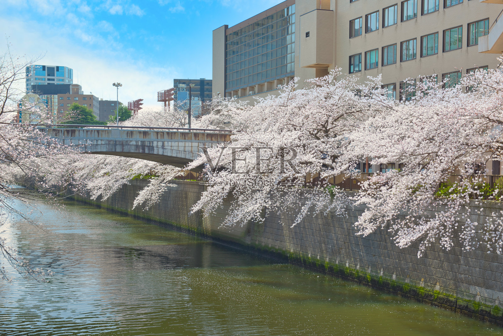 目黑江边的樱花照片摄影图片