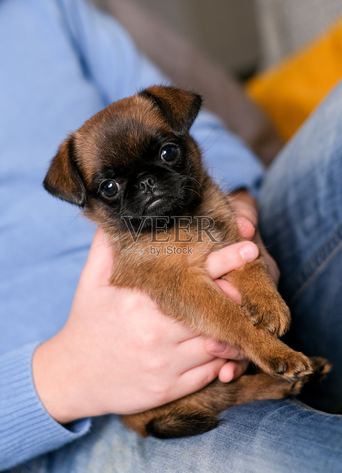 男孩和小狗玩耍。照片摄影图片