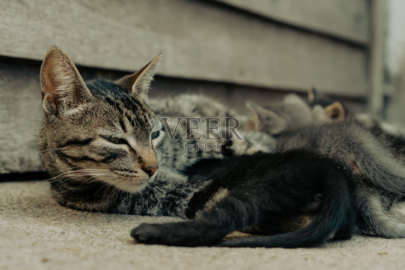 猫正在哺乳照片摄影图片