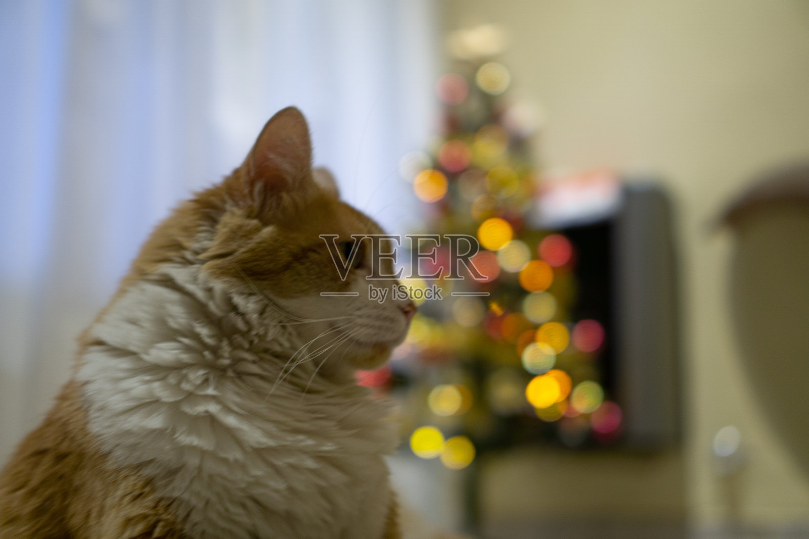 漂亮的猫在圣诞树前照片摄影图片