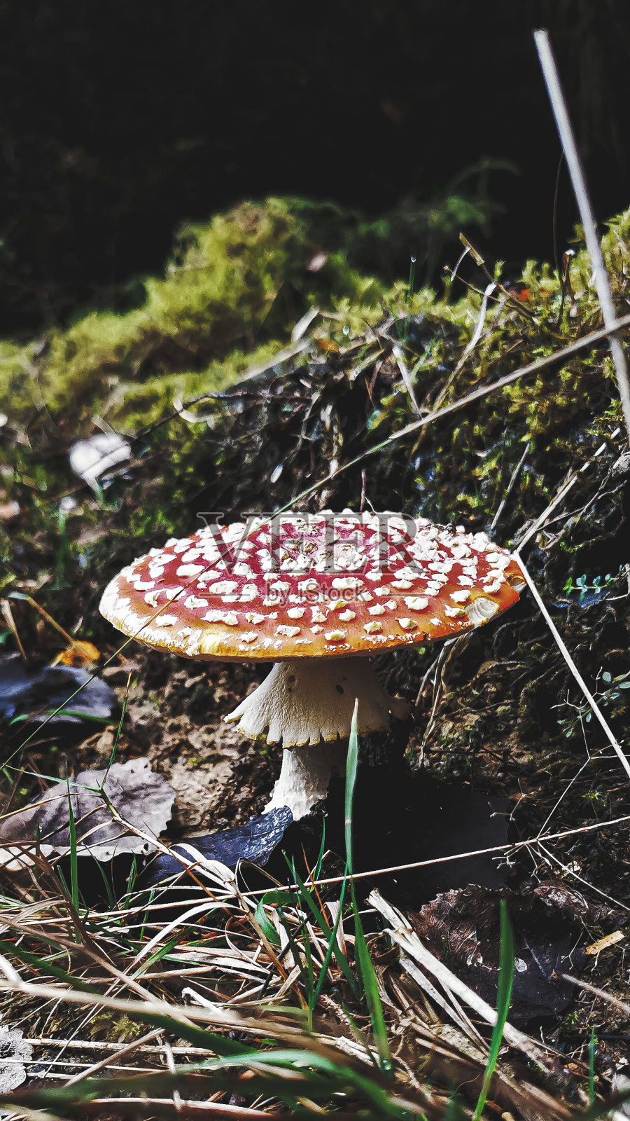 森林地面上的毒菌照片摄影图片
