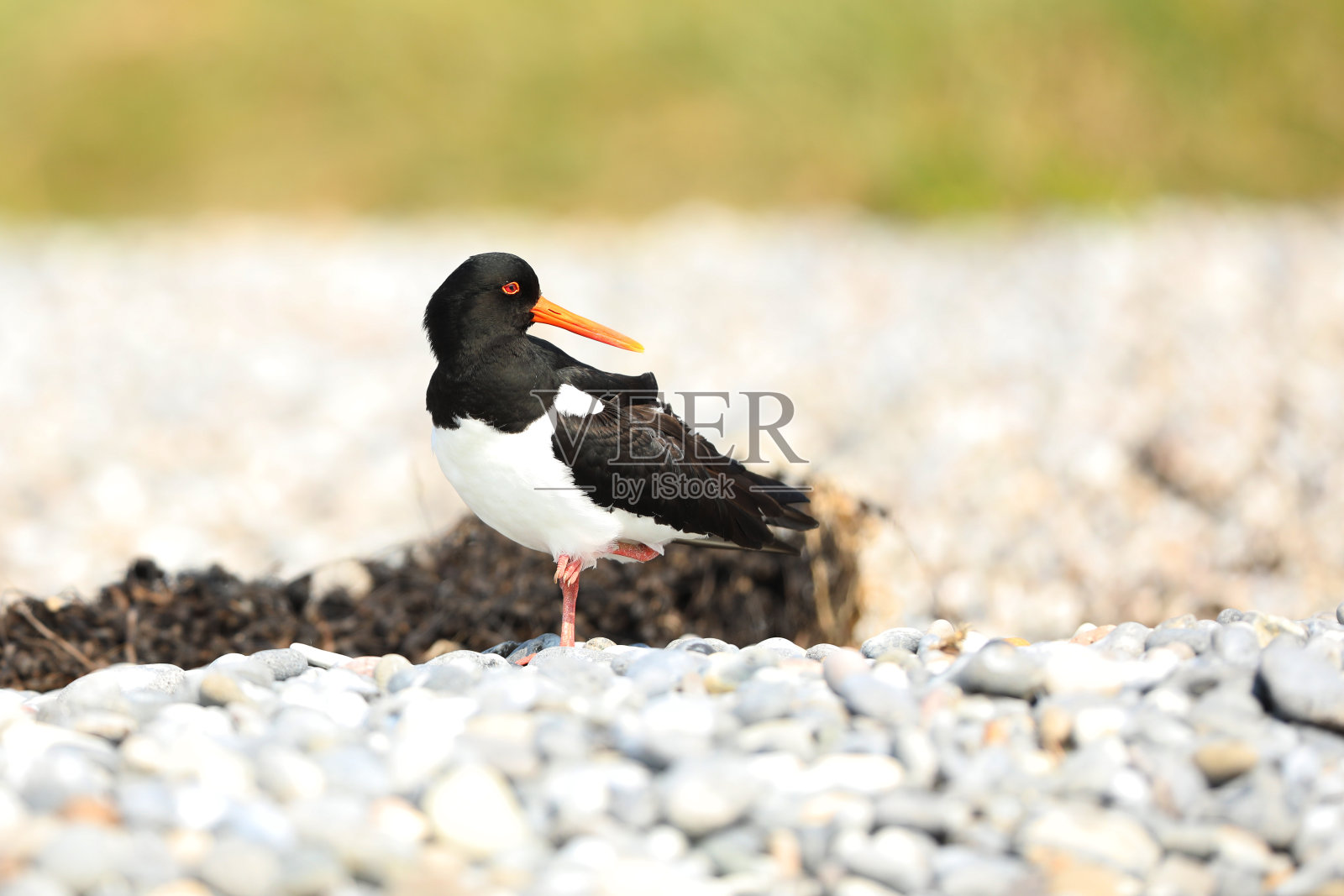 Haematopus ostralegus。赫里戈兰岛。德国野生动物。美丽的图片。从鸟类的生活。自由的本质照片摄影图片